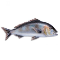 Риба Polyresin fish - Dentex 5213(OMER)(diving)
