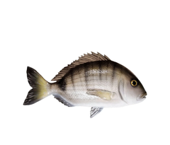 Рыба Polyresin fish - Seabream 5212(OMER)(diving)