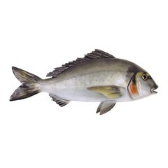 Рыба Polyresin fish - Gilthead 5214(OMER)(diving)